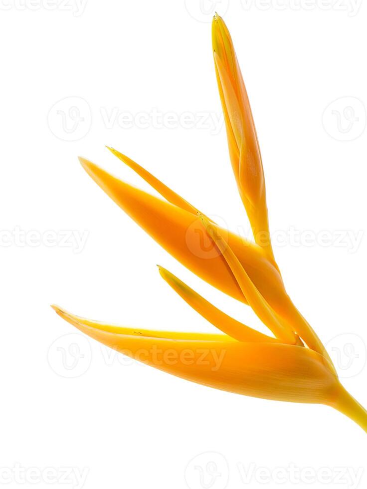 Close up Heliconia flower photo