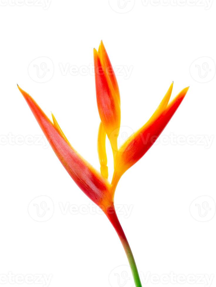 Close up Heliconia flower photo