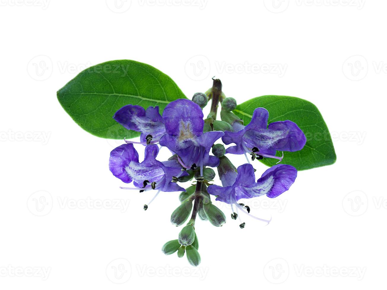Close up of Vitex trifolia photo