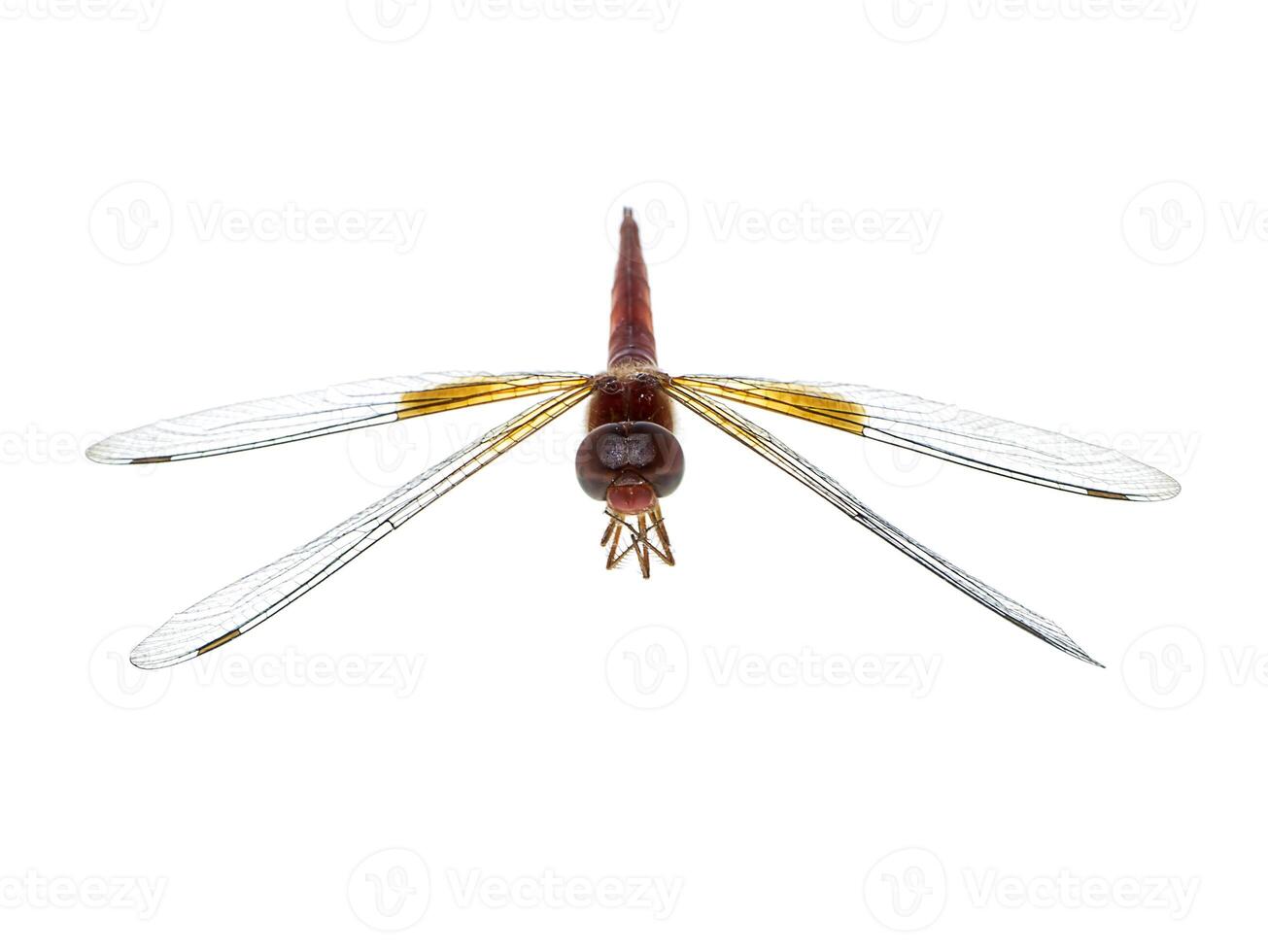macro image of dragonfly photo