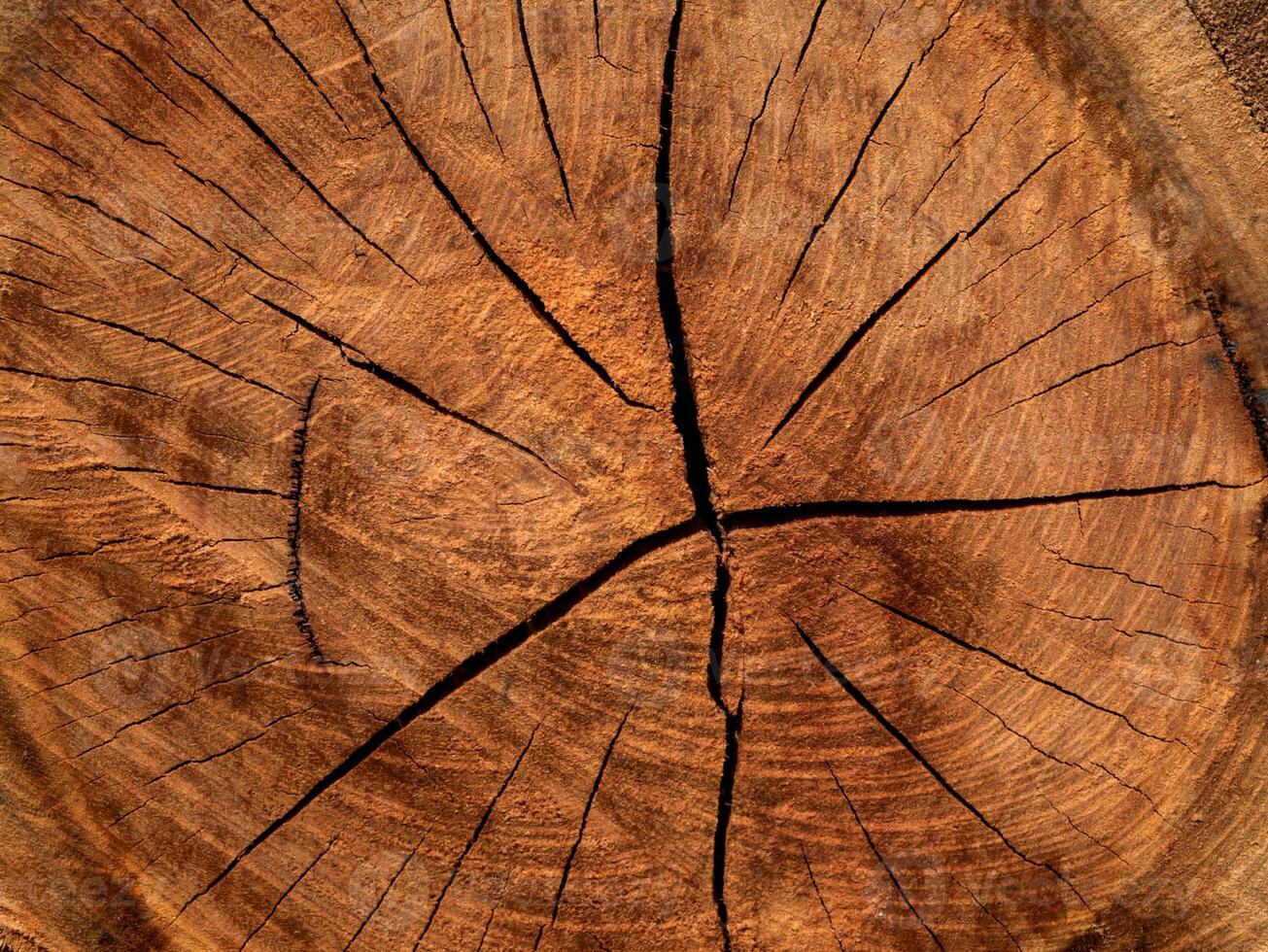 Texture of Eucalyptus wood background photo