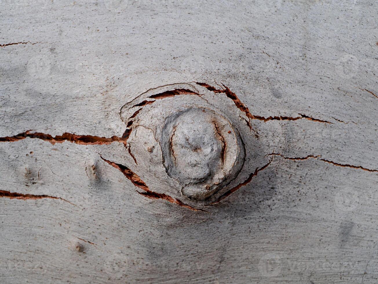 Surface bark of eucalyptus tree. photo