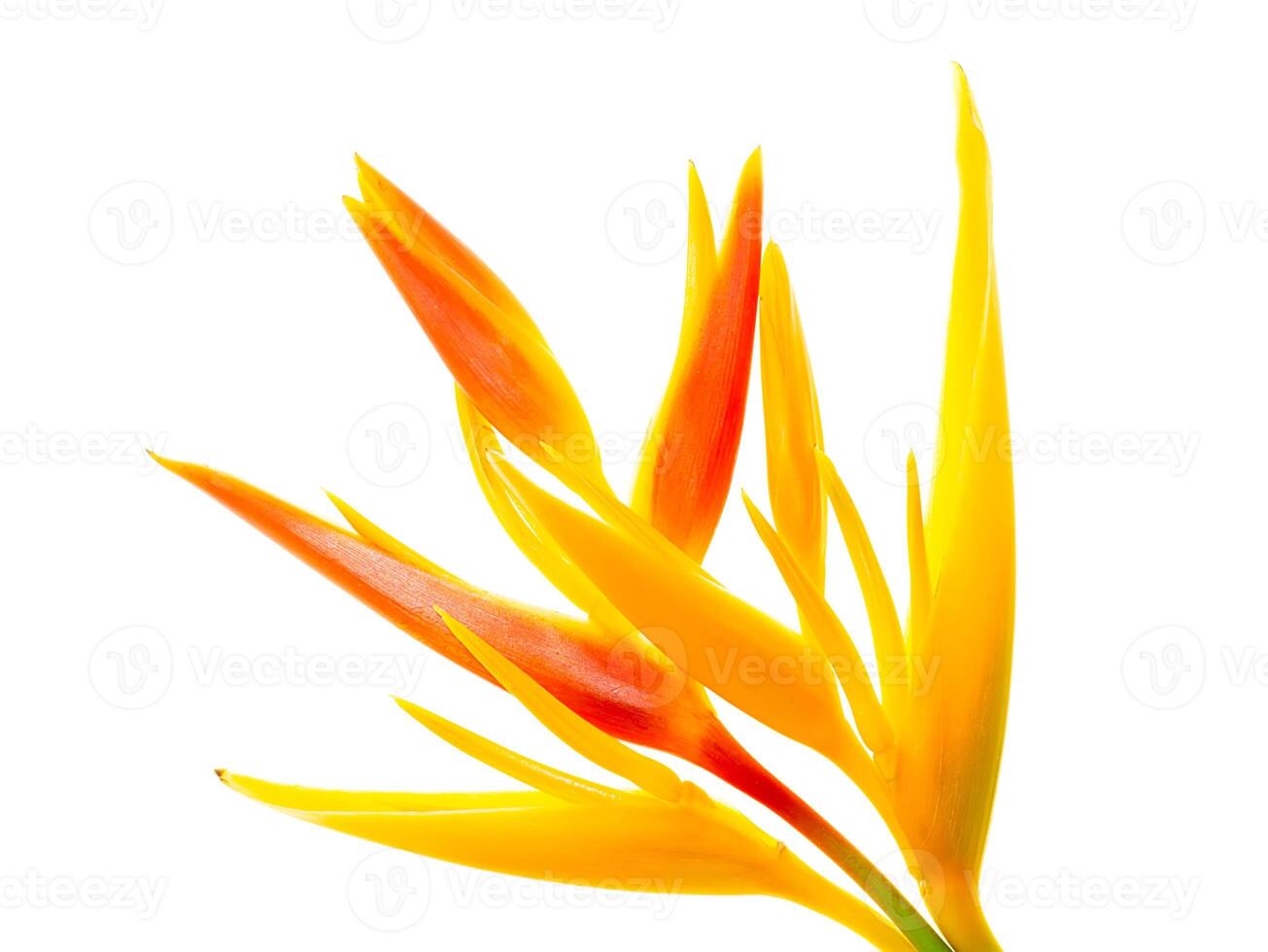Close up Heliconia flower photo