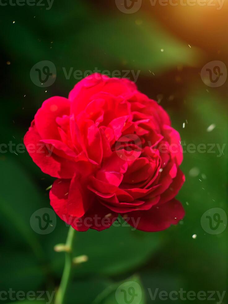 Dark pink of Damask Rose flower. photo