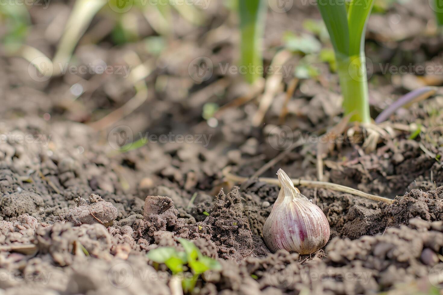 AI generated Garlic in the vegetable garden. The concept of spring or autumn gardening. photo