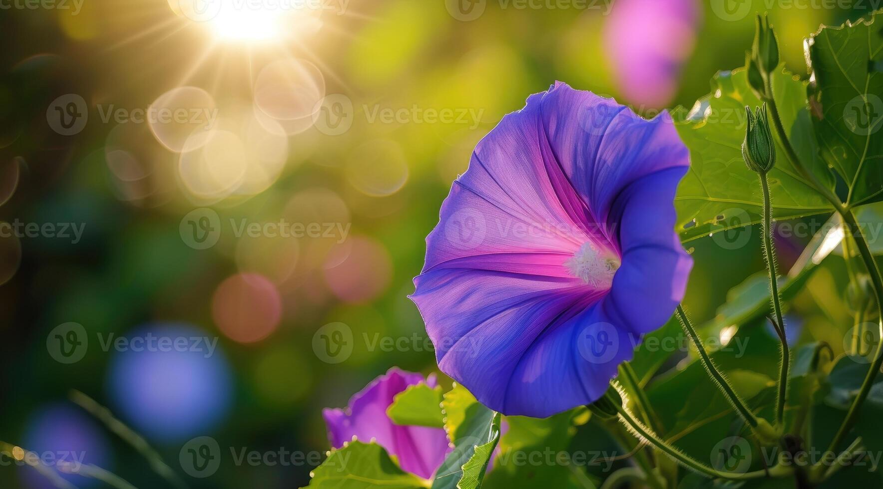 AI generated Closeup of blue and purple morning glory flowers and foliage. Selective focus. photo