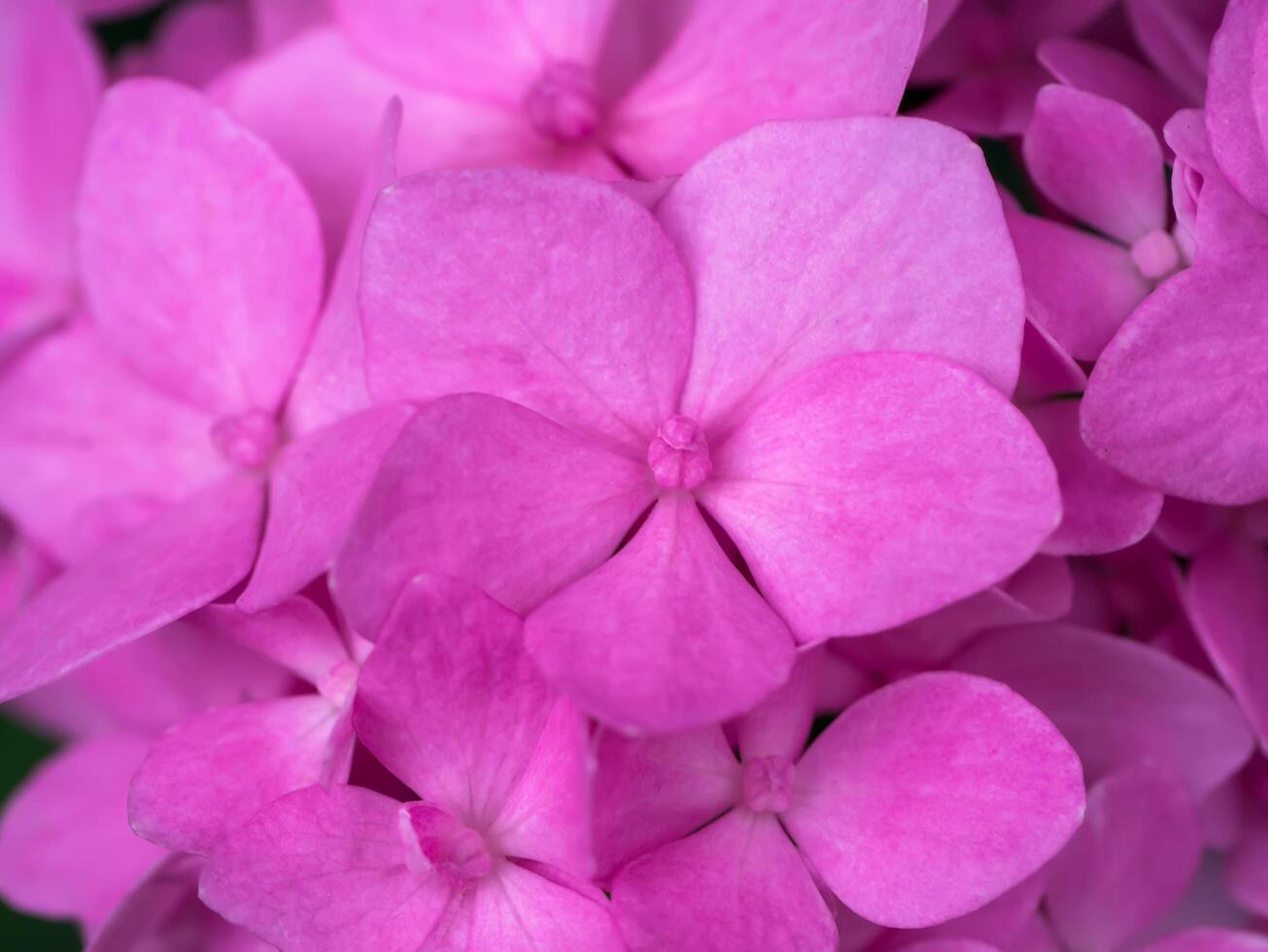 Close up Hydrangea flower photo