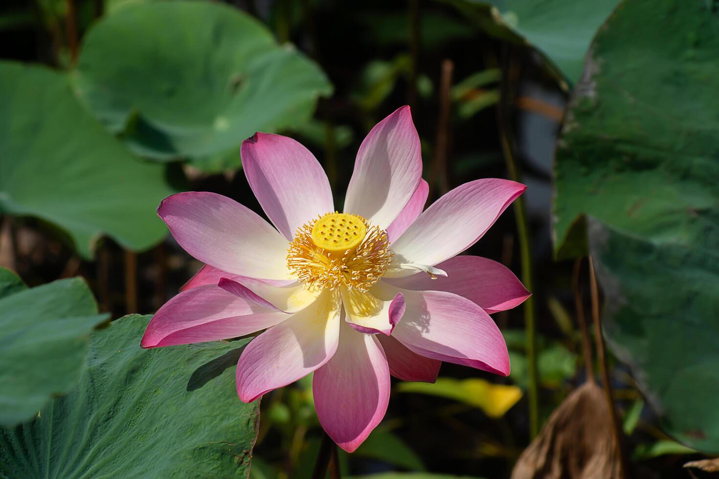 Close up pink lotus flower. photo