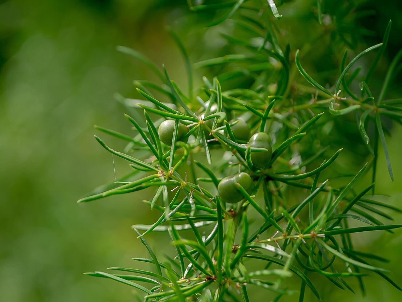 Close up of Shatavari plant photo