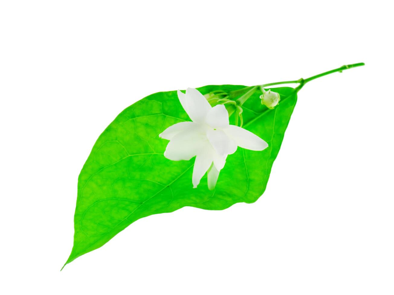 Close up of jasmine flower. photo