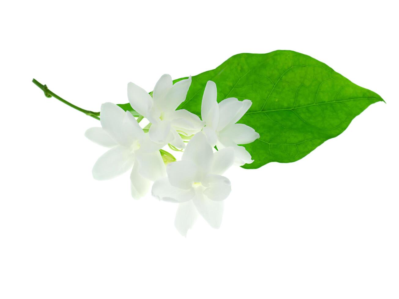 Close up of jasmine flower. photo