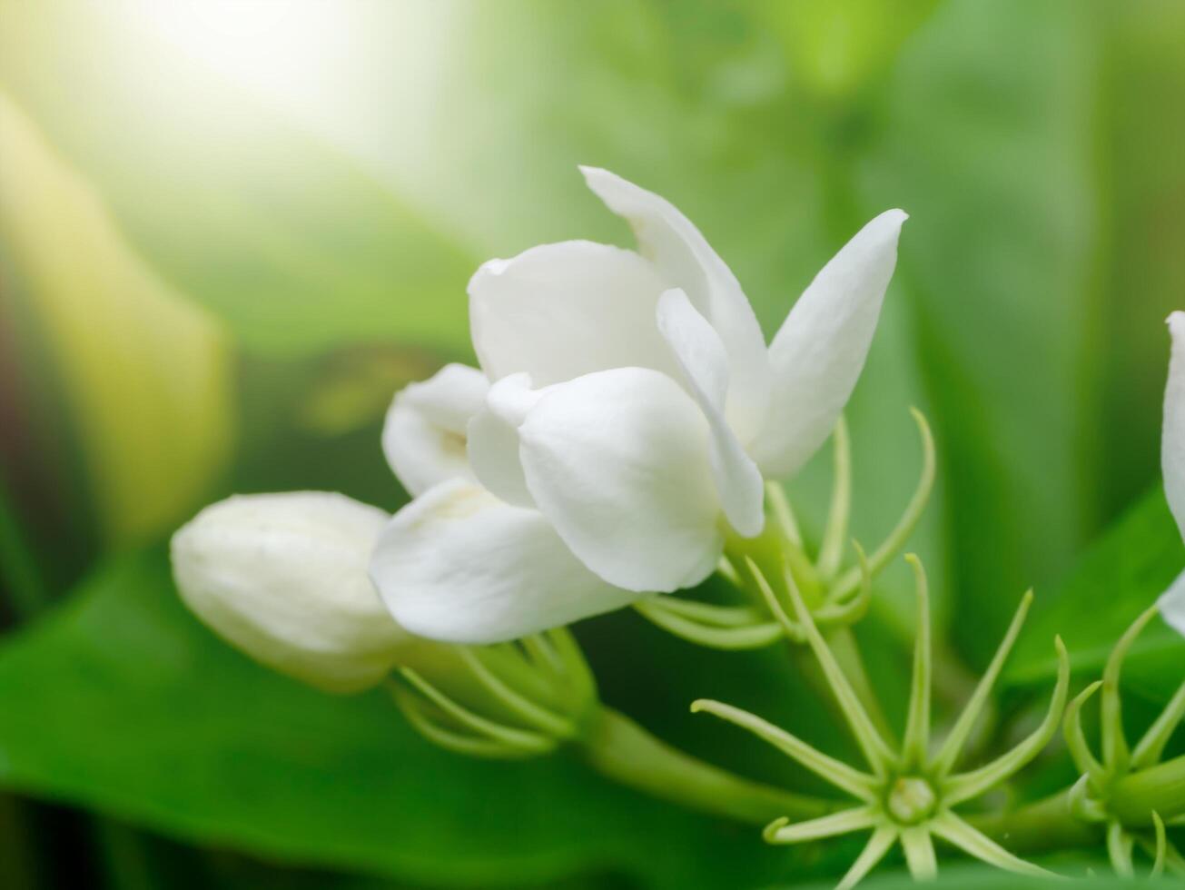 Close up of jasmine flower. photo