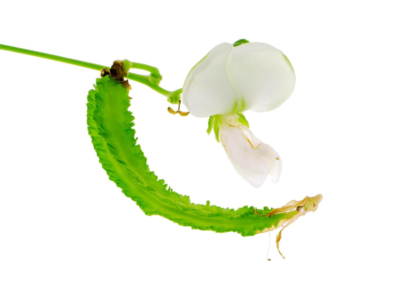 Close up of Wing bean flower. photo