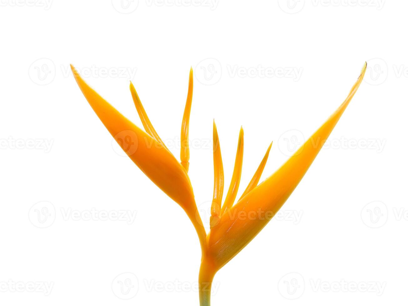 Close up Heliconia flower photo