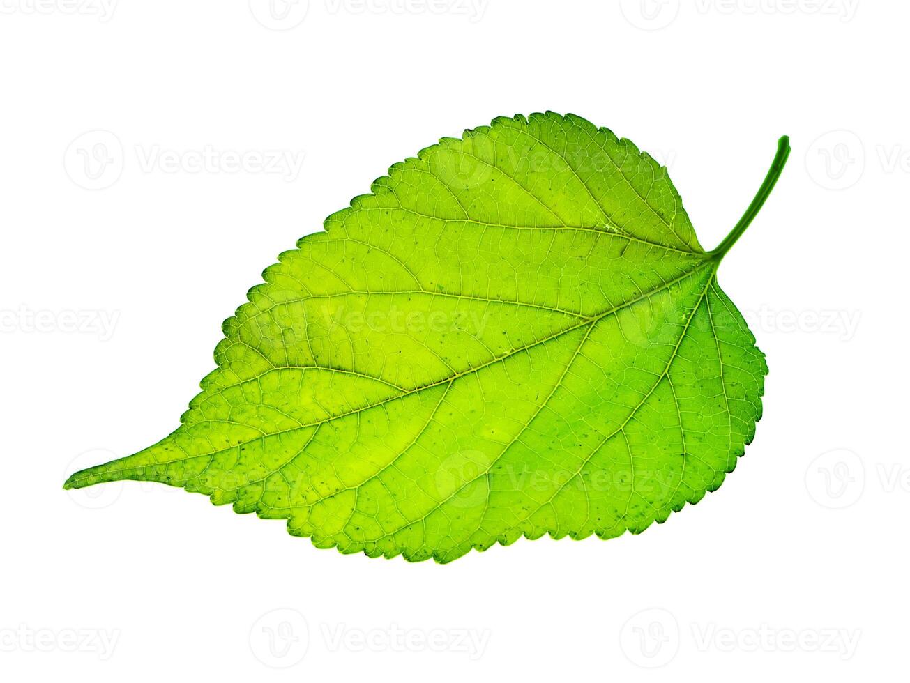 Close up leaf on white background. photo