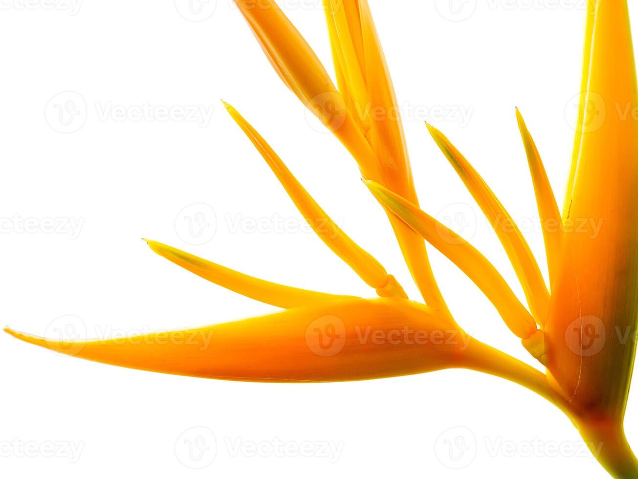 Close up Heliconia flower photo