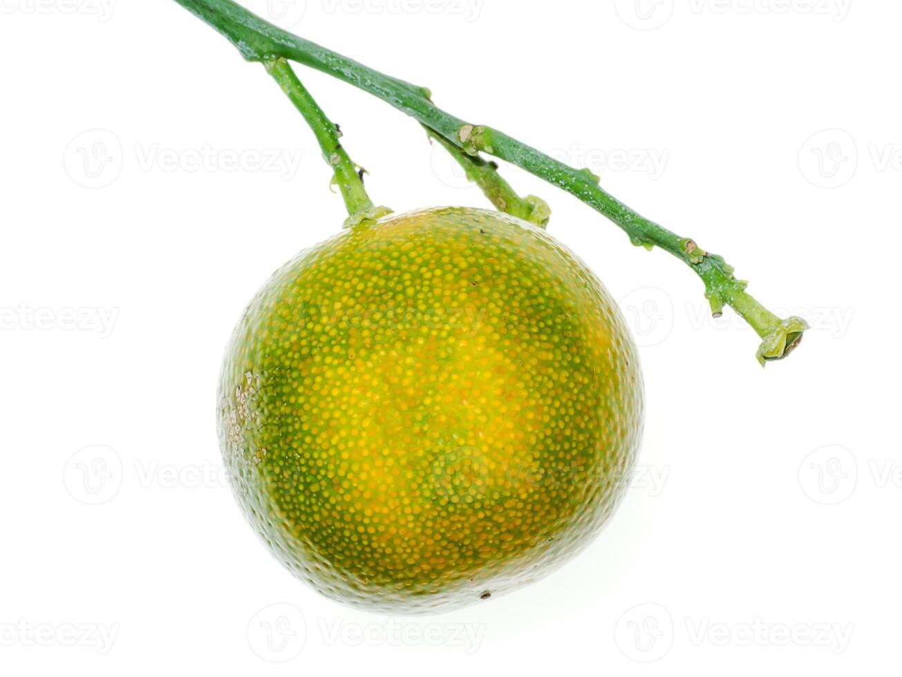 Close up of Kumquat fruit photo