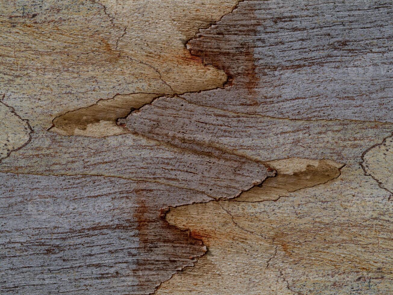 Surface bark of eucalyptus tree. photo