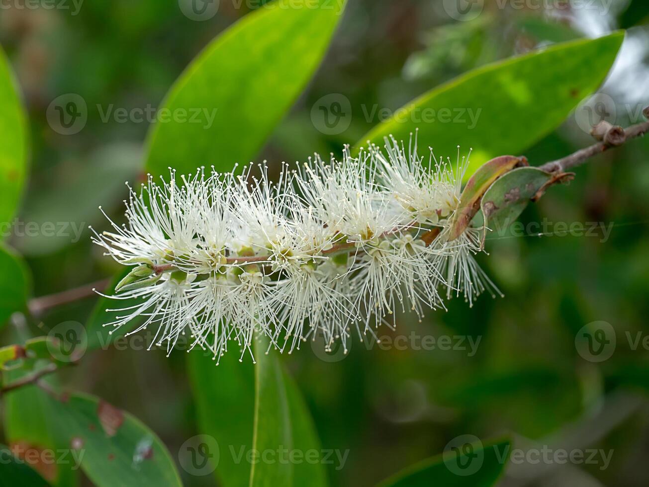 Cajuput tree, Milk wood, Paper bark tree photo