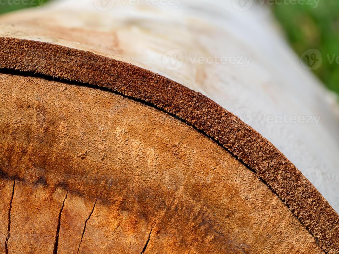 textura de eucalipto madera antecedentes foto