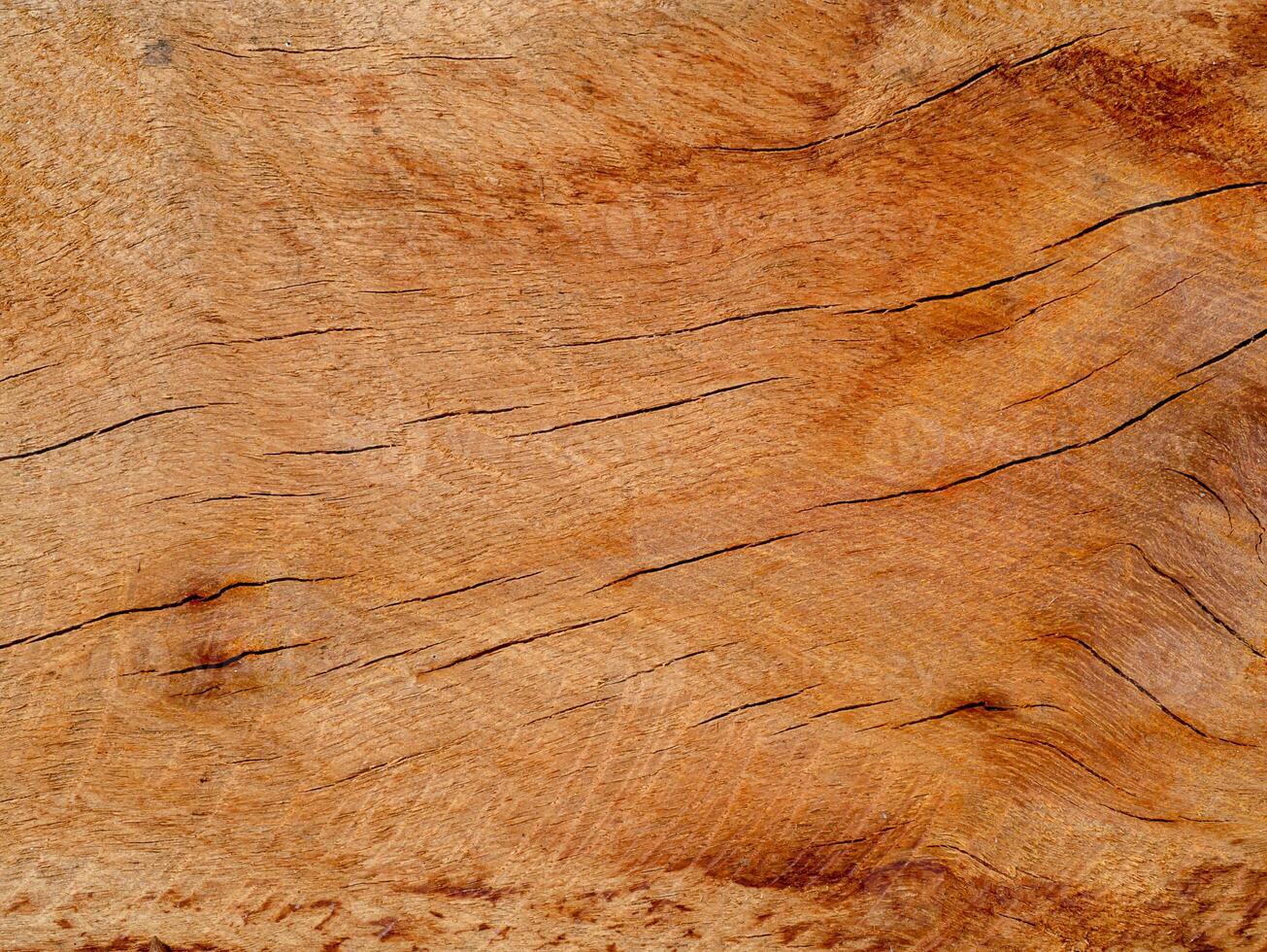 Texture of Eucalyptus wood background. photo