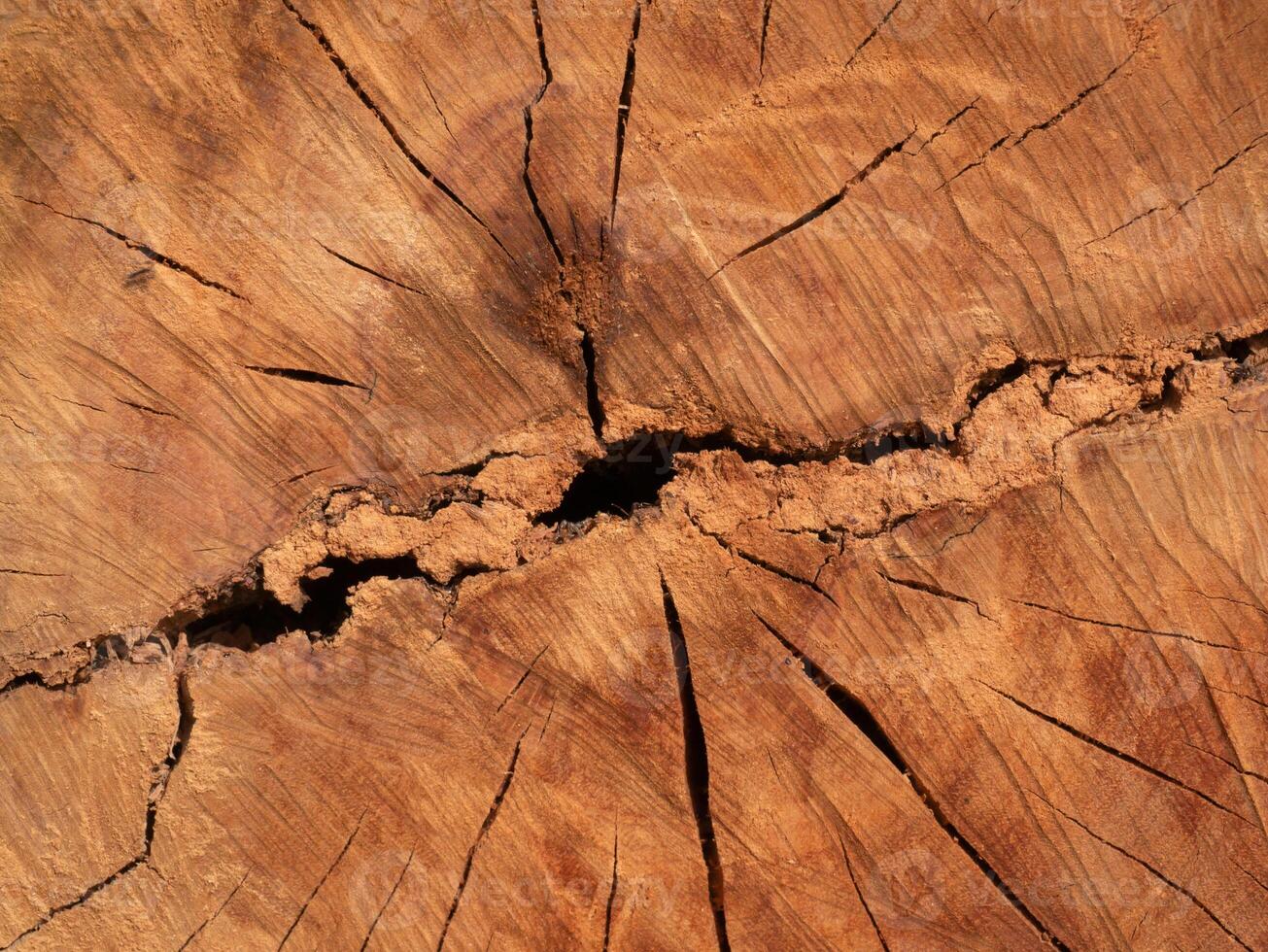 Texture of Eucalyptus wood background photo