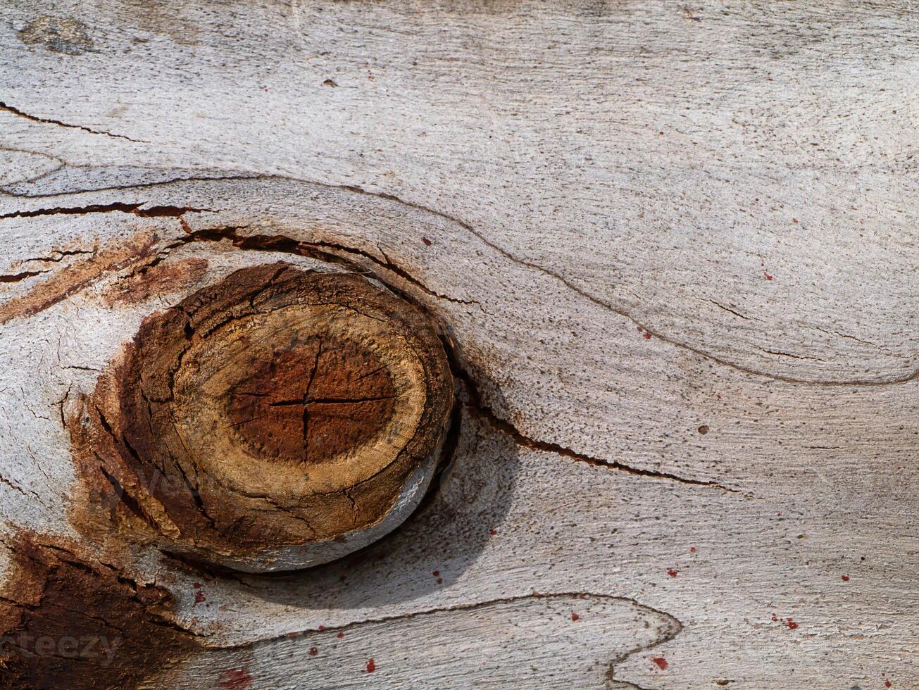Surface bark of eucalyptus tree. photo