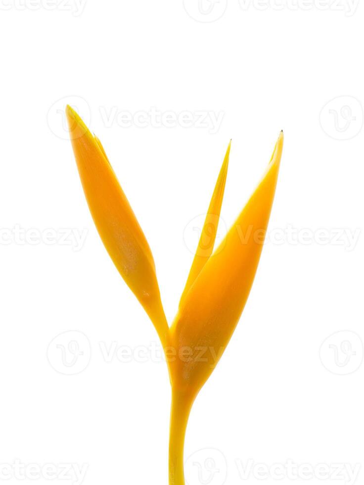 Close up Heliconia flower photo