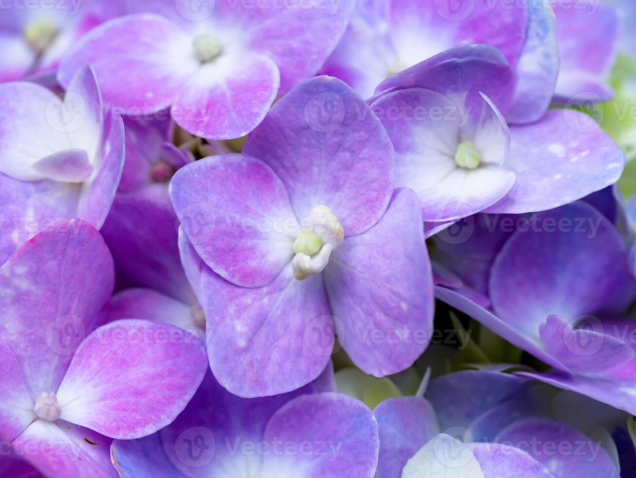 Close up Hydrangea flower photo