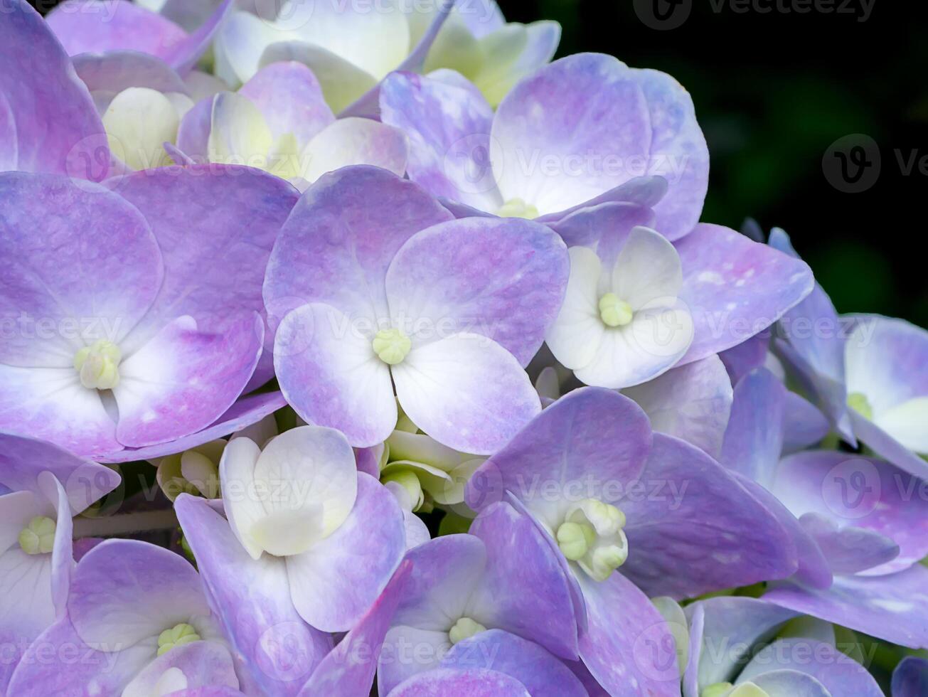 cerrar flor de hortensia foto