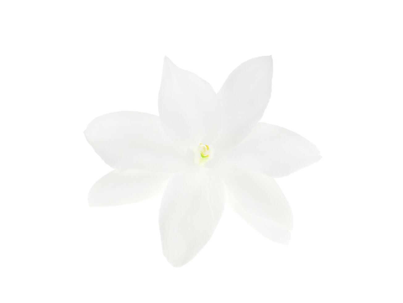 Close up of jasmine flower. photo