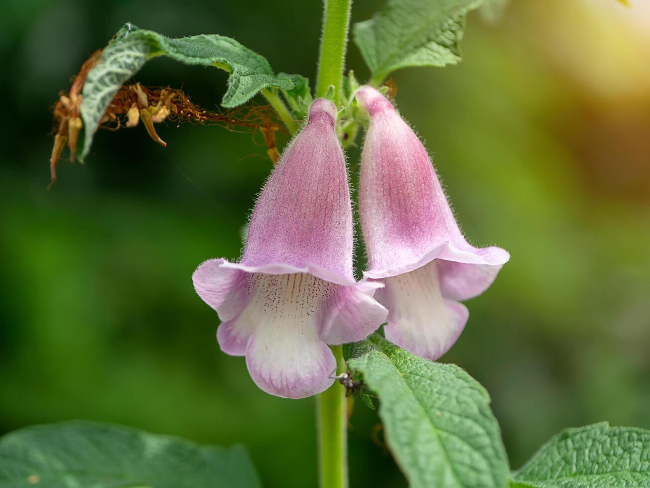 Sasame flower on tree photo