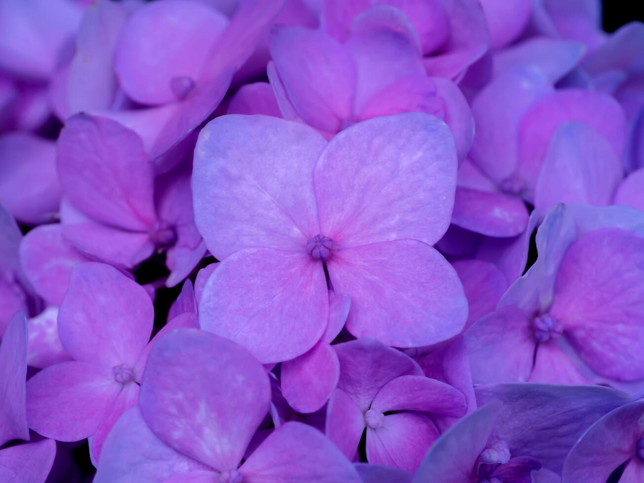 Close up Hydrangea flower photo