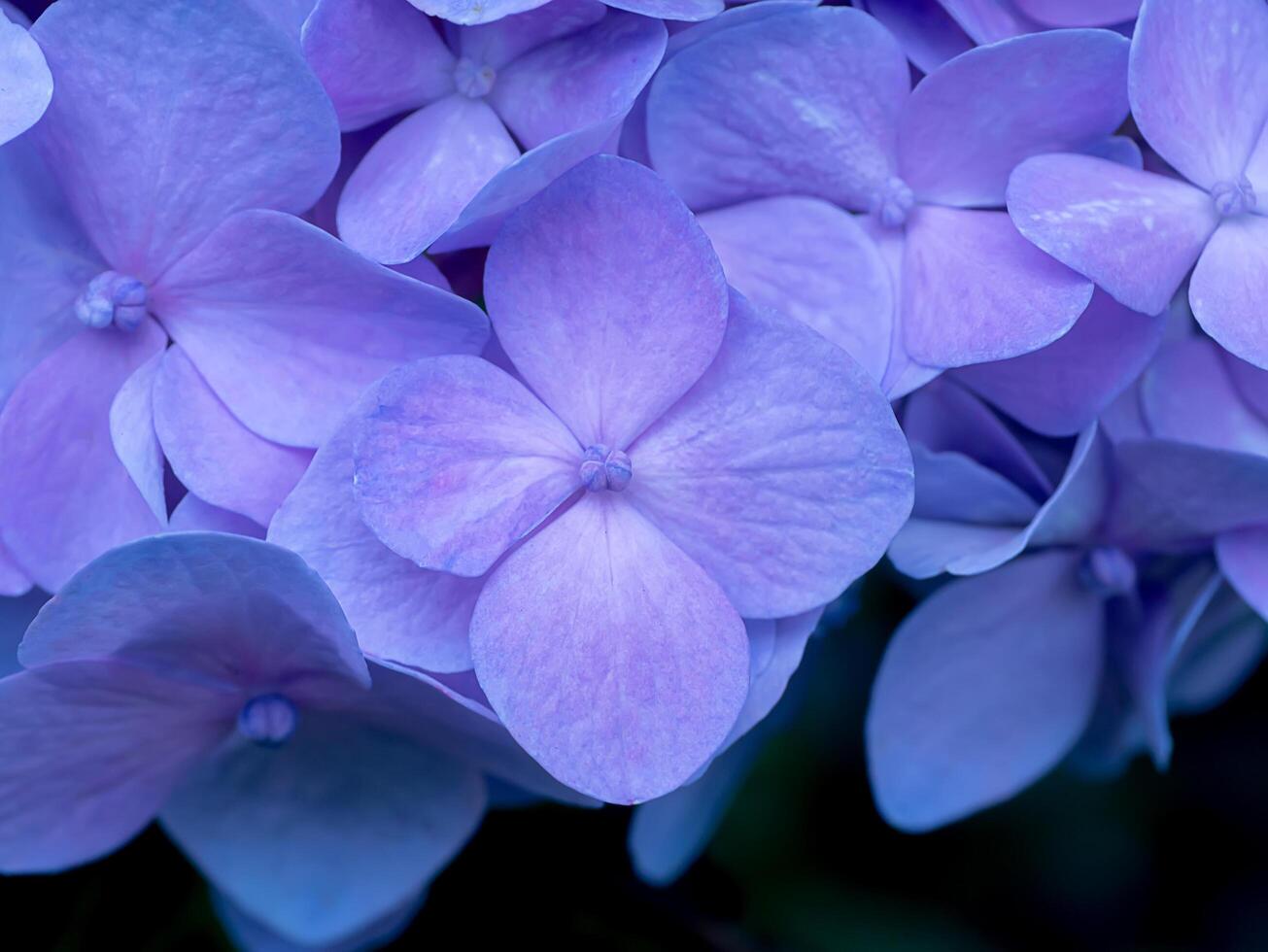 Close up Hydrangea flower photo