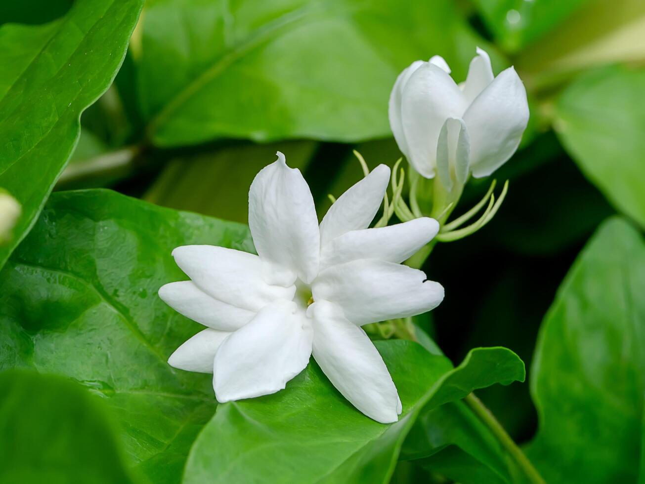 Close up of jasmine flower. photo