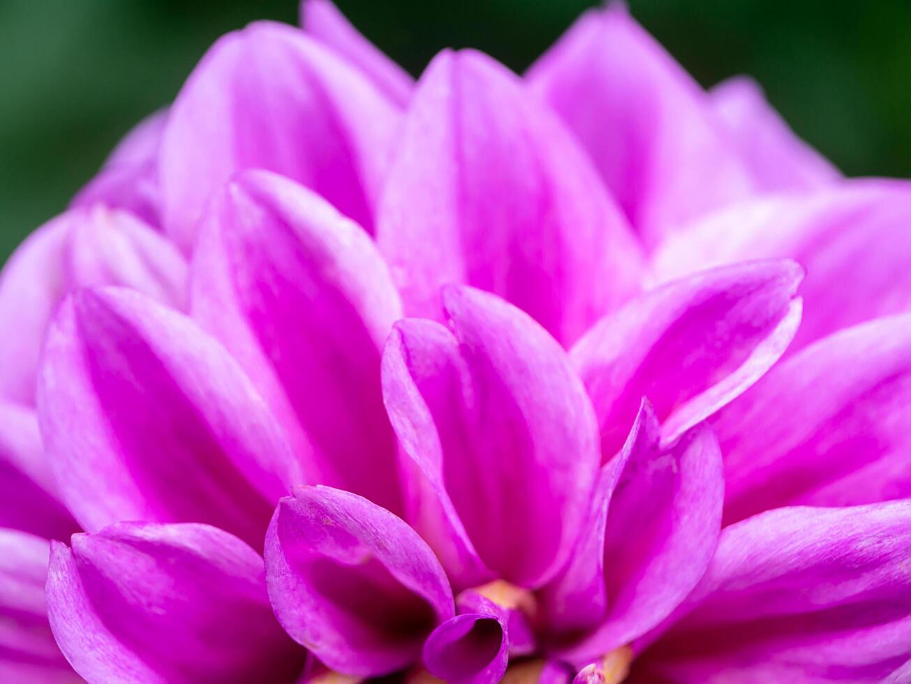 Close up of dahlia flower. photo