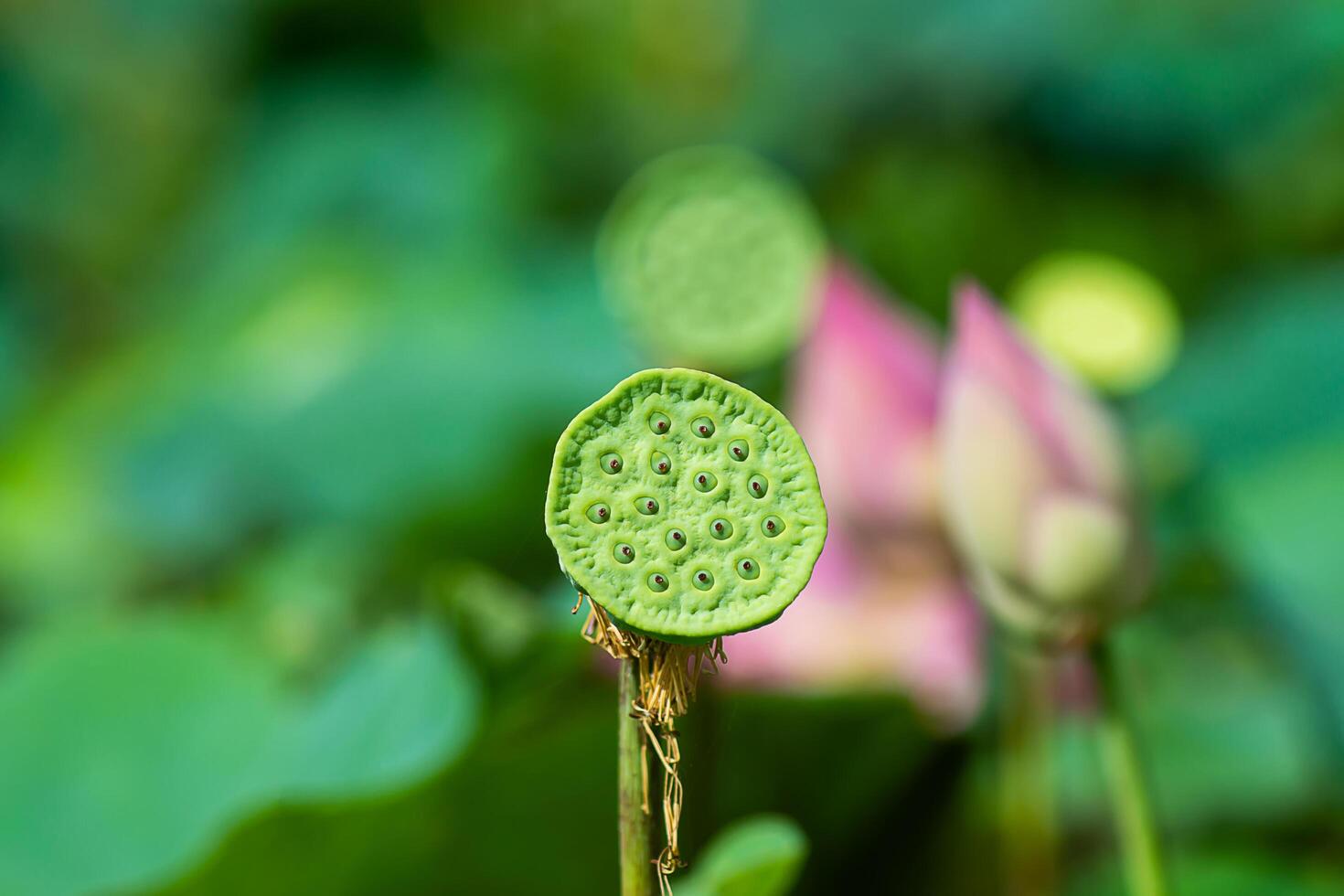 Close up pink lotus flower. photo