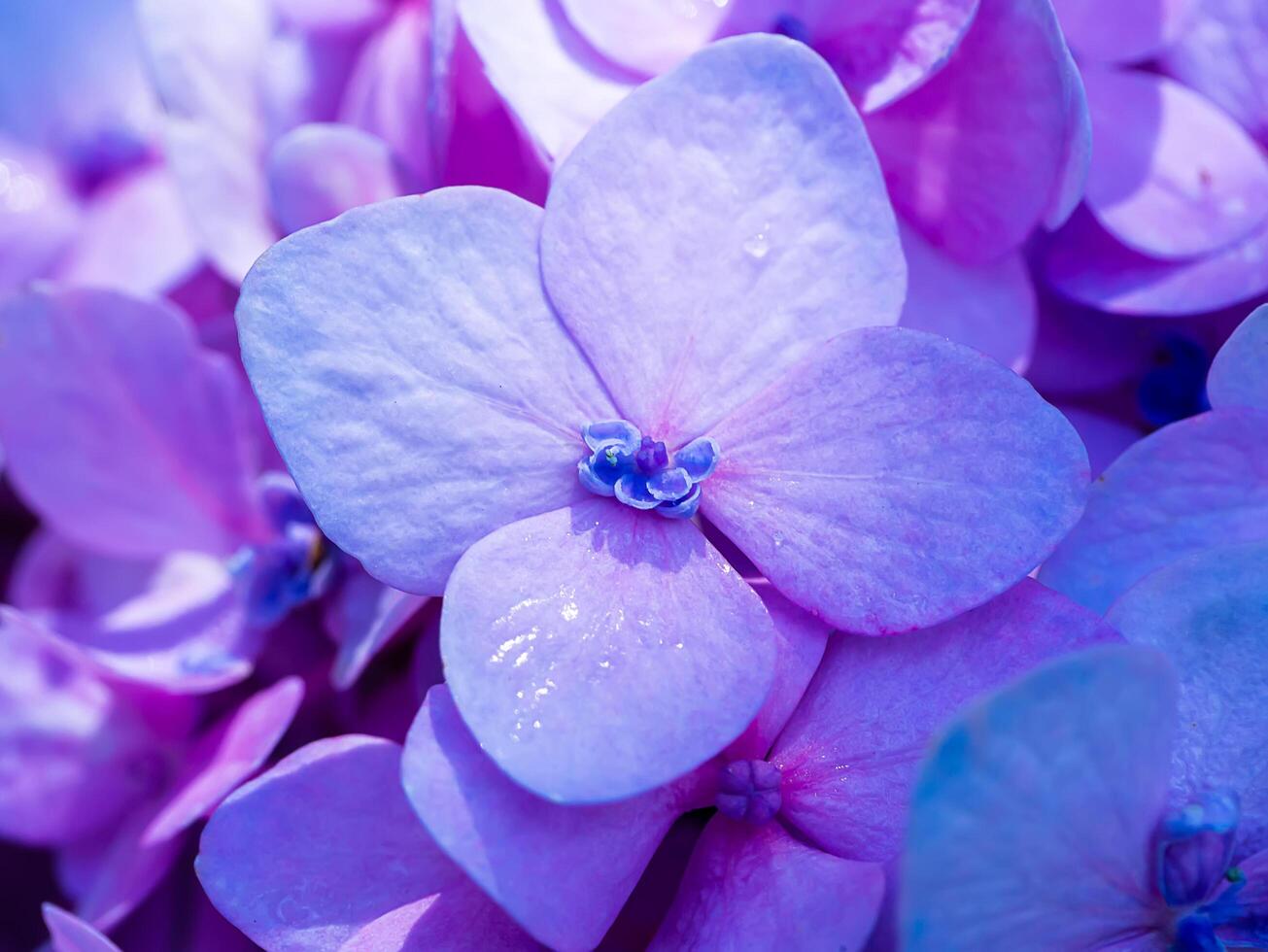 Close up Hydrangea flower photo