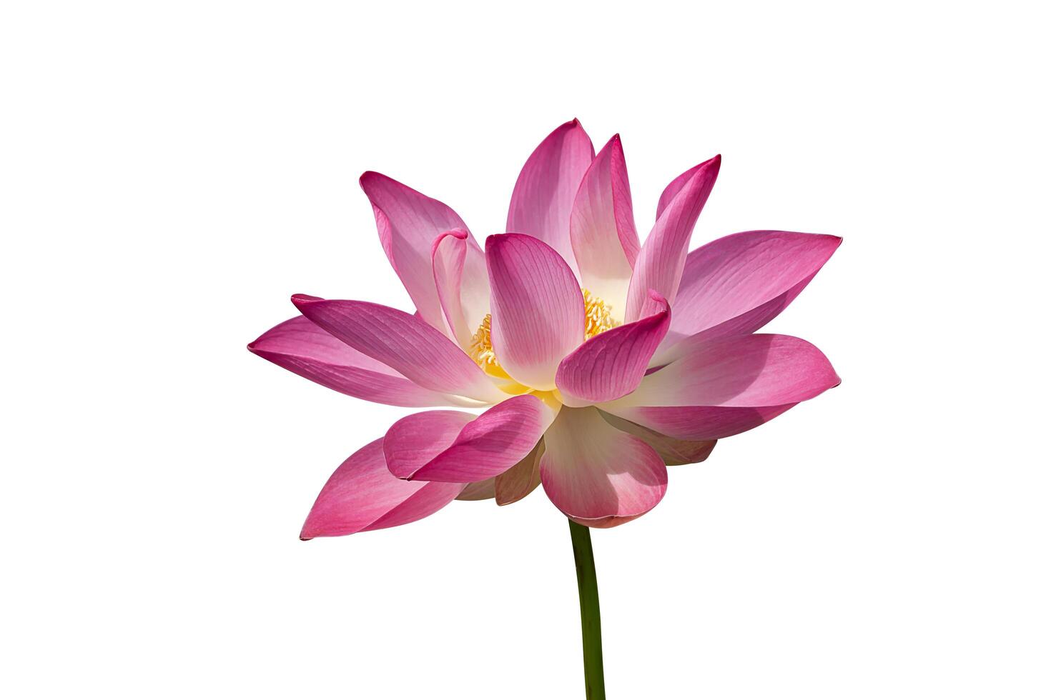 Close up pink lotus flower. photo