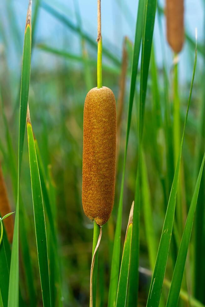 de hoja estrecha espadaña planta foto