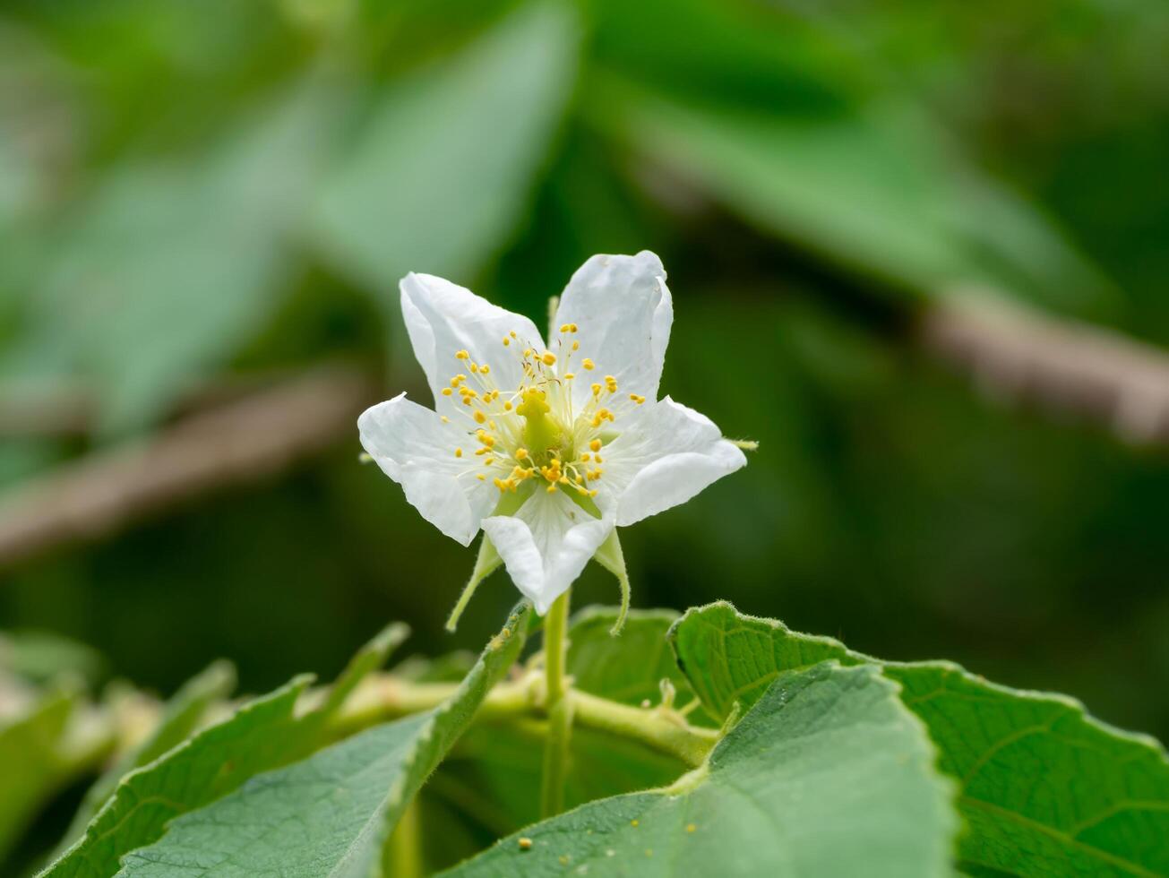 Jamaican cherry flower. photo