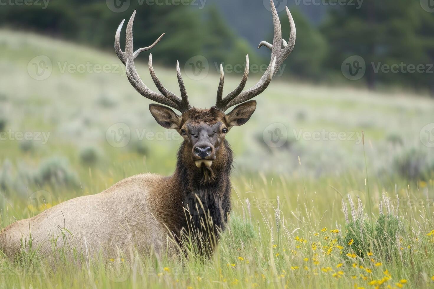 AI generated Deer with large antlers in a meadow in the summer. photo