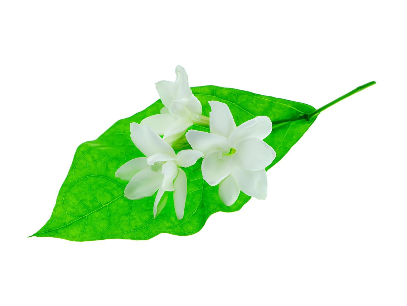 Close up of jasmine flower. photo