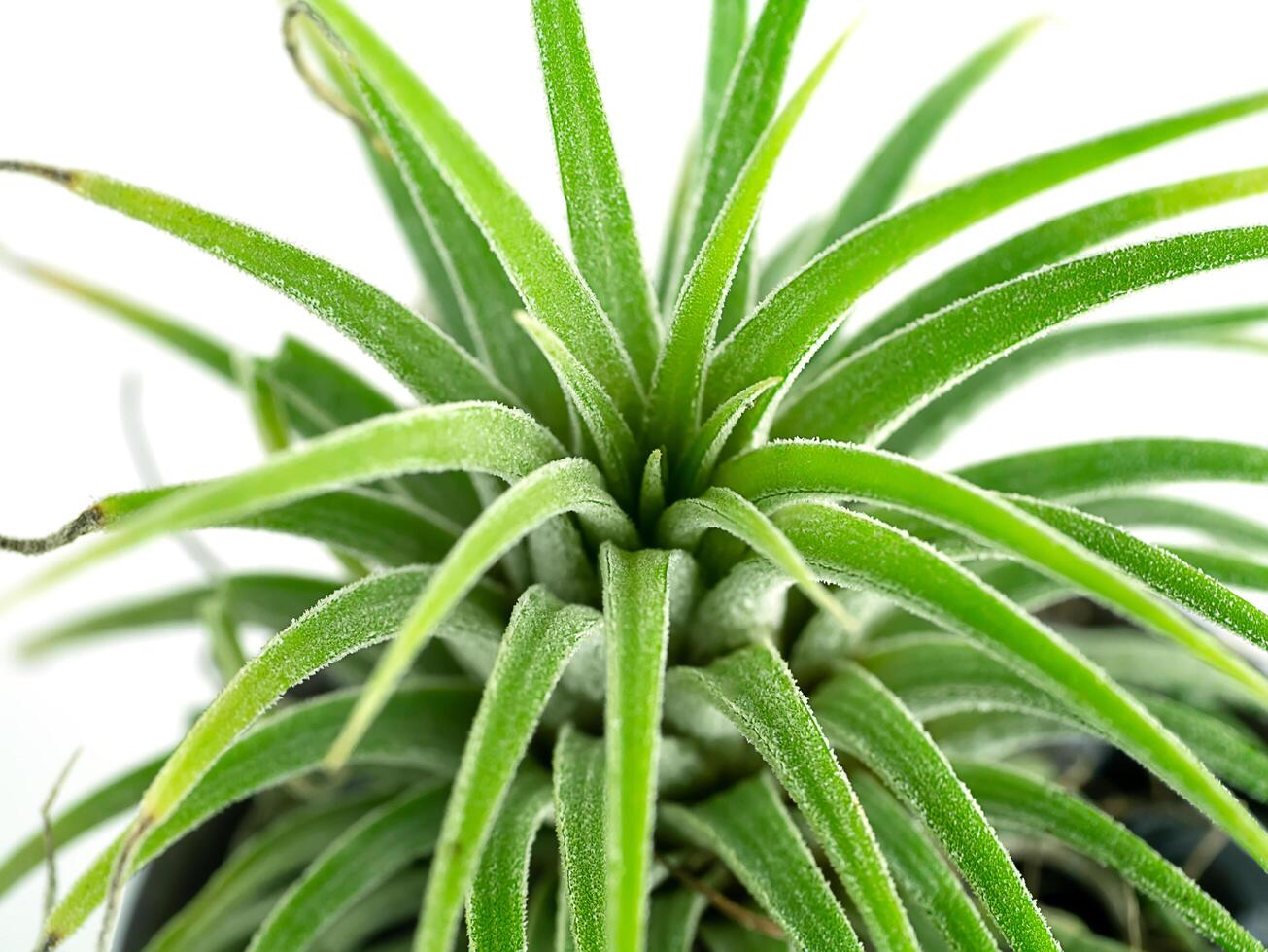 tillandsia air plant. photo