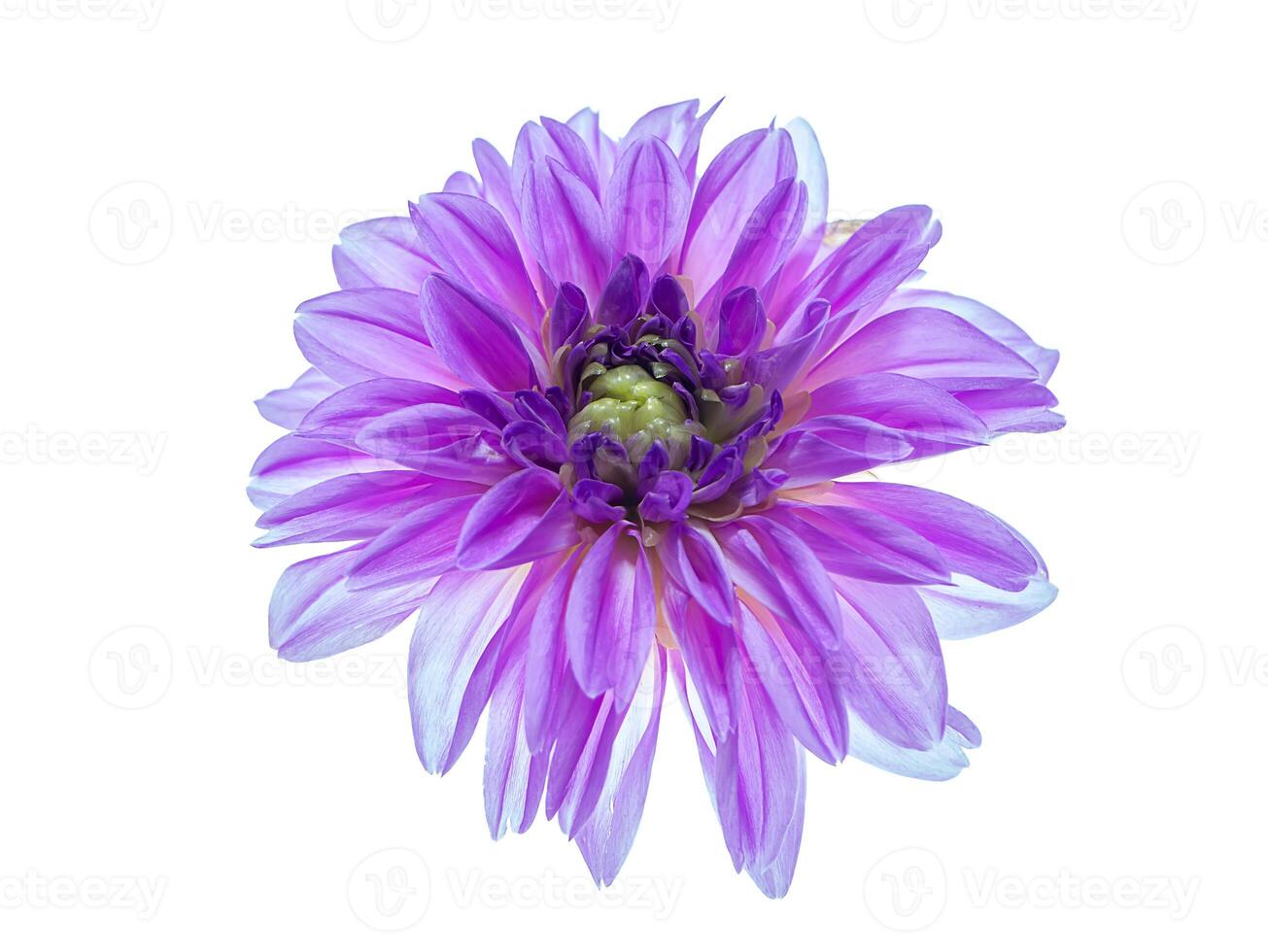 Close up of dahlia flower. photo