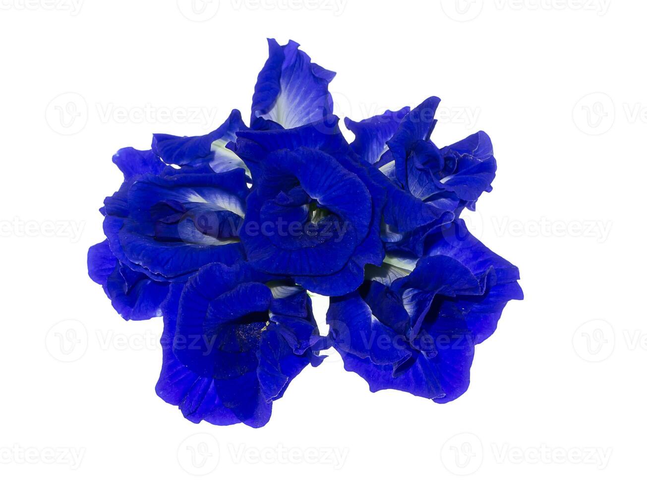 Blue Pea or Butterfly Pea. photo