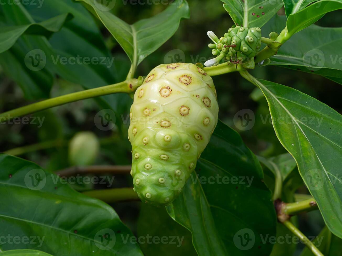 Raw Indian Mulberry fruit on tree photo