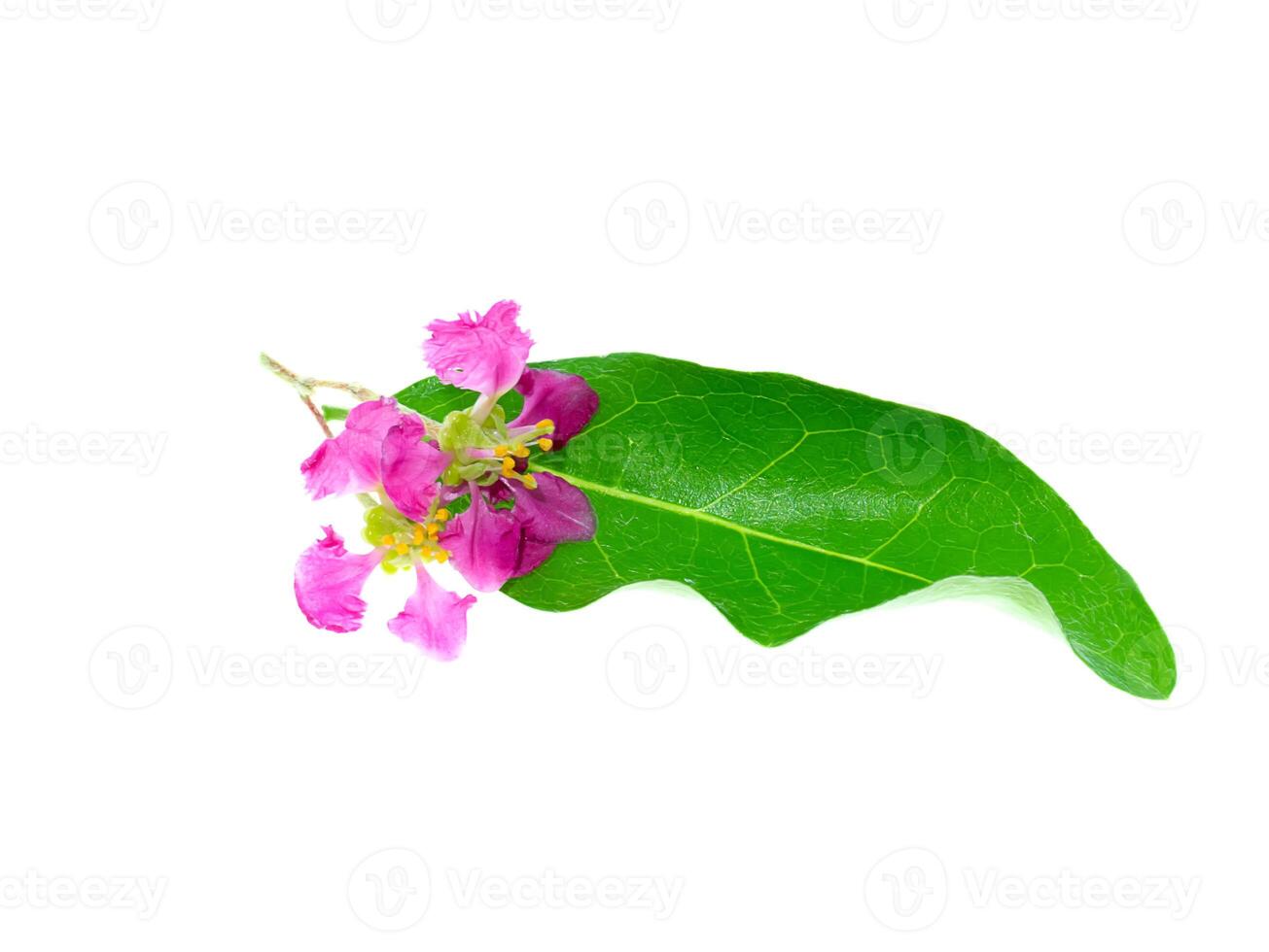 Close up Acerola Cherry flower. photo