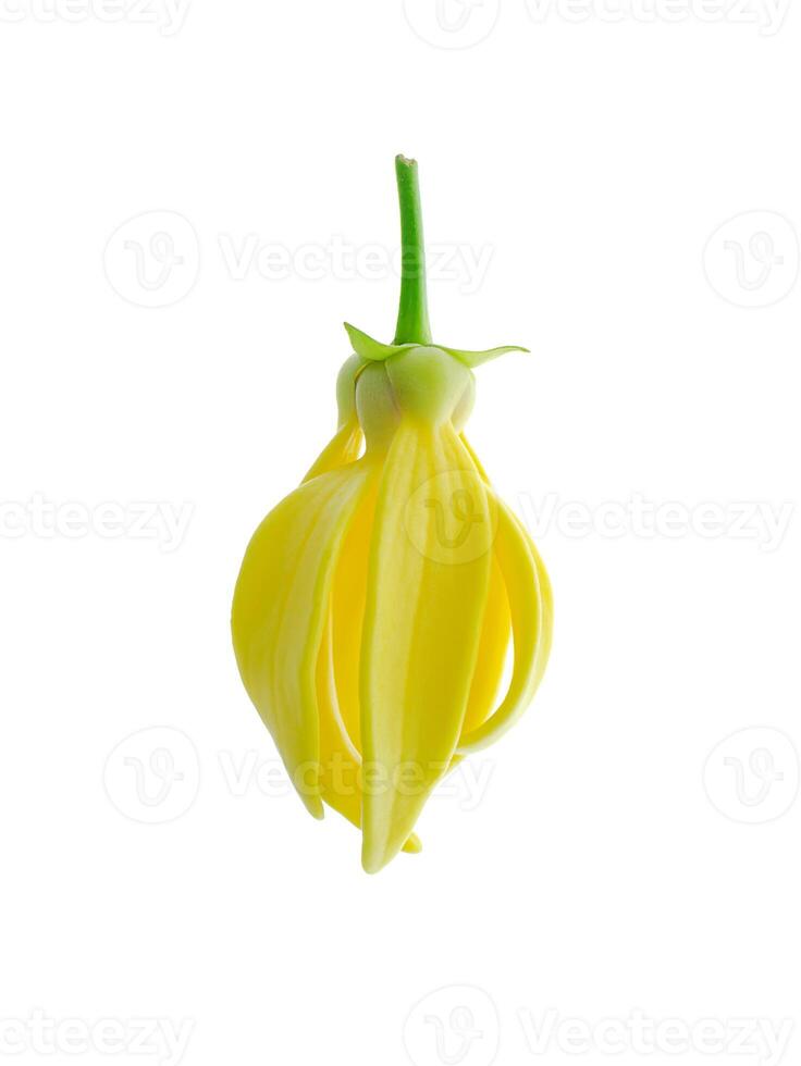 fragrant flowers of climbing ylang-ylang photo