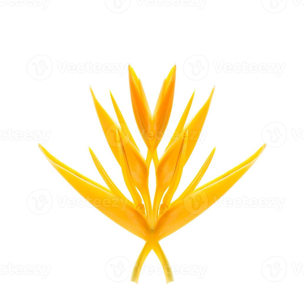 Close up Heliconia flower photo